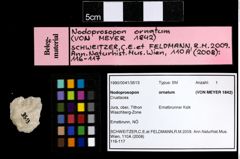 Foto (Objekt + Etiketten) von Nodoprosopon ornatum (von Meyer, 1842) 